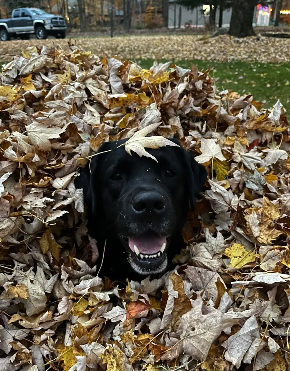 Black lab popping out of raked leaf pile during fall cleanup in Aurora, Ohio